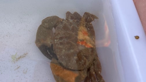 Montagu's Crab, in white tray, found whilst on a Rockpool Safari at Compton Bay on the Isle of Wight